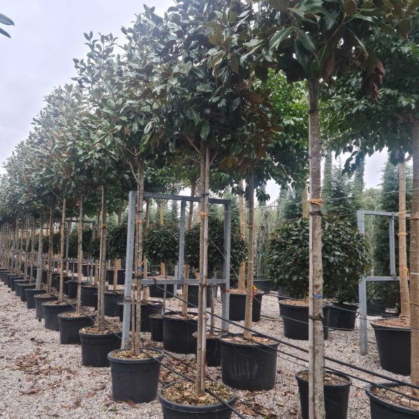 Magnolia grandiflora 'Gallisoniensis' (Velecvetna magnolija)