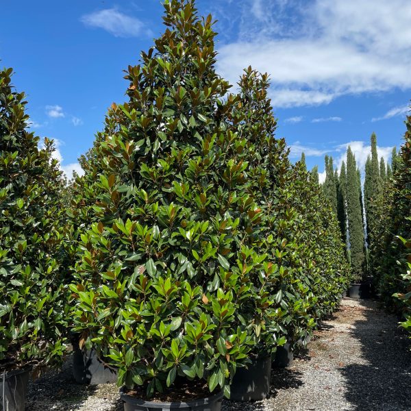 Magnolia grandiflora 'Gallisoniensis' (Velecvetna magnolija)
