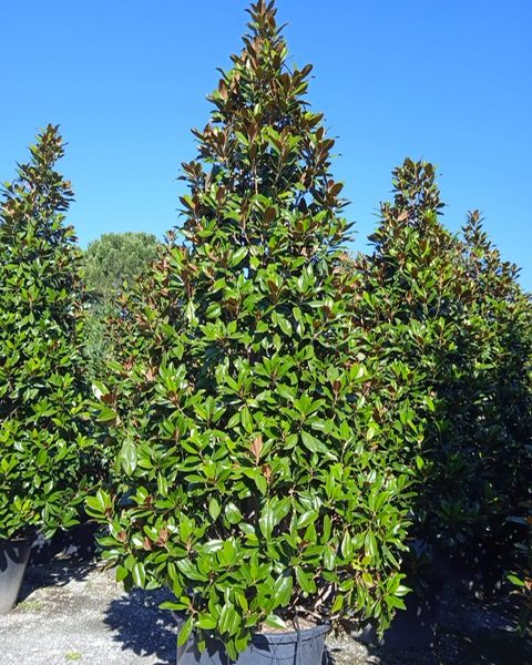 Magnolia grandiflora 'Gallisoniensis' (Velecvetna magnolija)