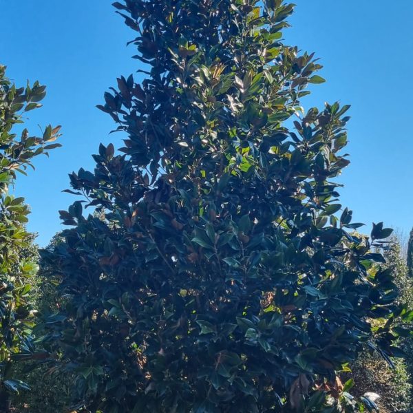 Magnolia grandiflora 'Gallisoniensis' (Velecvetna magnolija)
