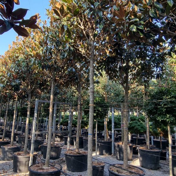 Magnolia grandiflora 'Gallisoniensis' (Velecvetna magnolija)