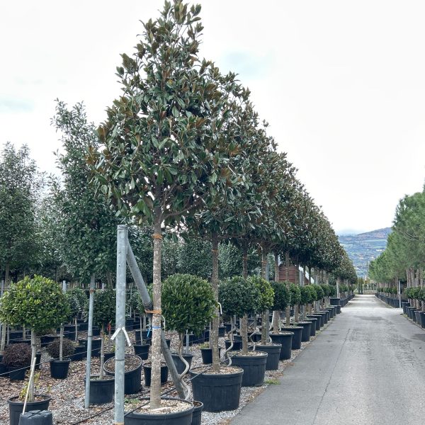 Magnolia grandiflora 'Gallisoniensis' (Velecvetna magnolija)