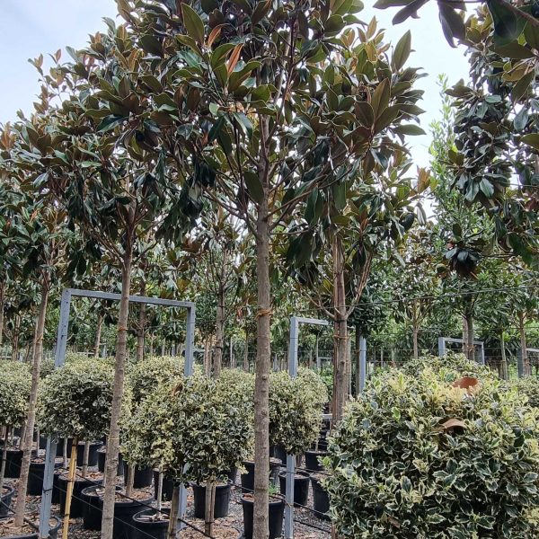 Magnolia grandiflora 'Gallisoniensis' (Velecvetna magnolija)