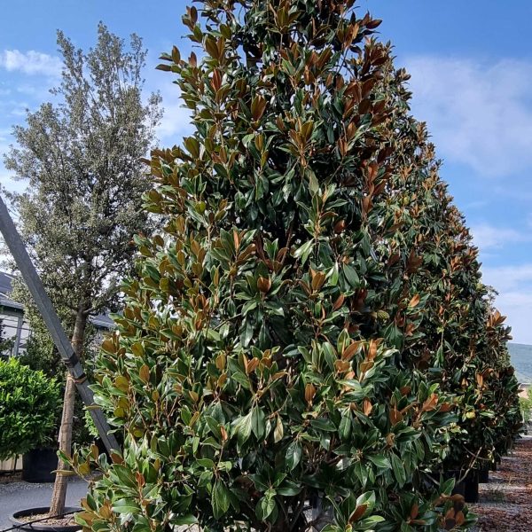 Magnolia grandiflora 'Gallisoniensis' (Velecvetna magnolija)