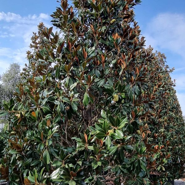 Magnolia grandiflora 'Gallisoniensis' (Velecvetna magnolija)