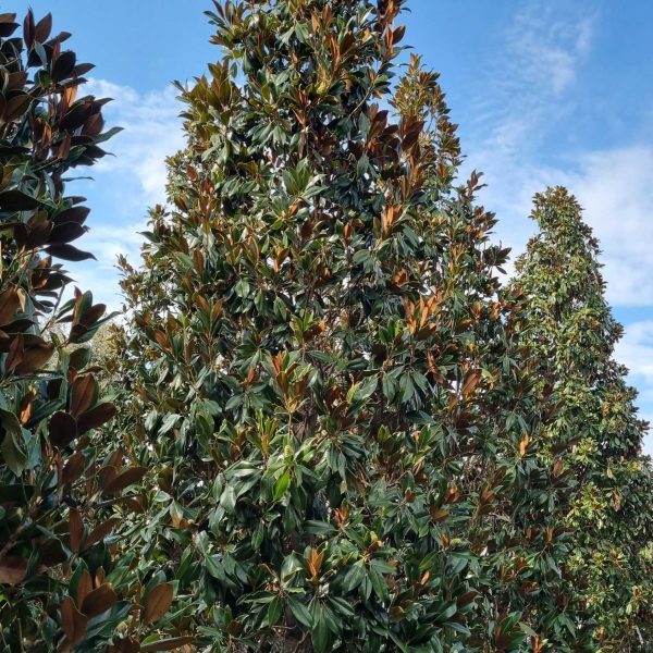 Magnolia grandiflora 'Gallisoniensis' (Velecvetna magnolija)