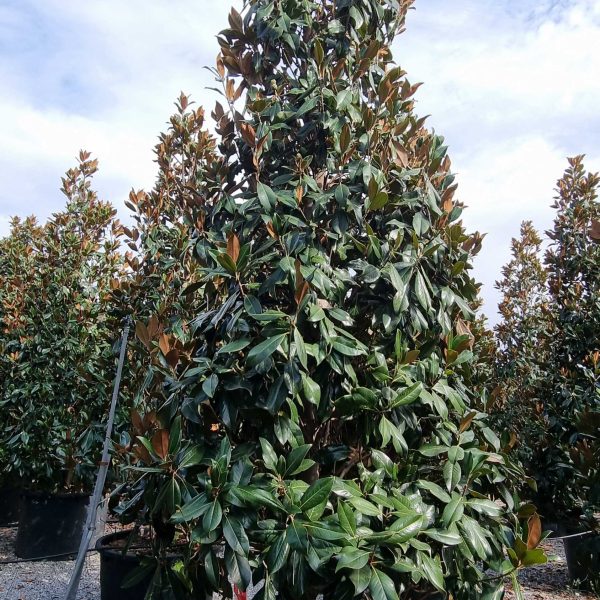 Magnolia grandiflora 'Gallisoniensis' (Velecvetna magnolija)