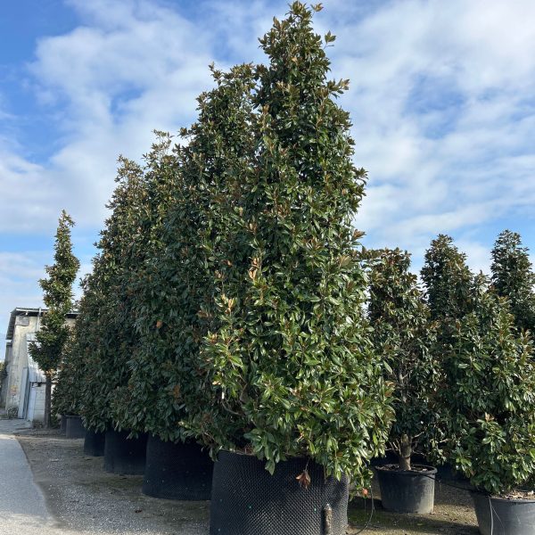 Magnolia grandiflora 'Gallisoniensis' (Velecvetna magnolija)