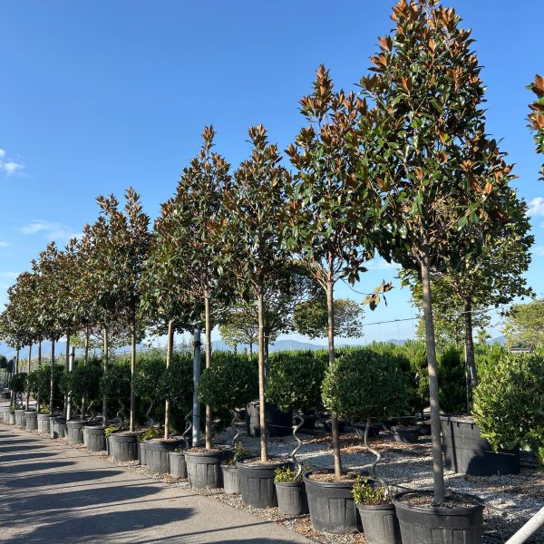 Magnolia grandiflora 'Gallisoniensis' (Velecvetna magnolija)