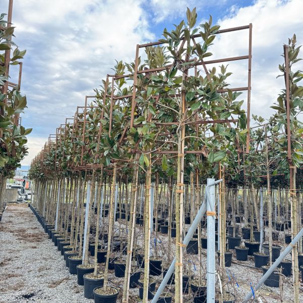 Magnolia grandiflora 'GALISSONIENSIS' MAGRGABAR-I-8051838417234