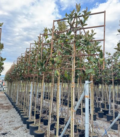 Magnolia grandiflora 'GALISSONIENSIS' MAGRGABAR-I-8051838417234
