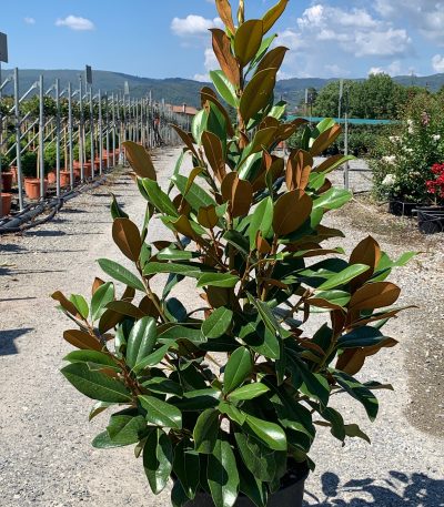 Magnolia grandiflora 'GALISSON. PRAECOX' MAGRGAPR-I-8051838148244