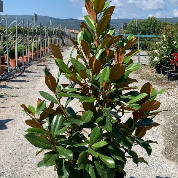 Magnolia grandiflora 'GALISSON. PRAECOX' MAGRGAPR-I-8051838148244