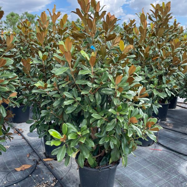 Magnolia grandiflora 'GALISSON. PRAECOX'