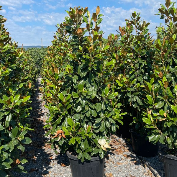 Magnolia grandiflora 'GALISSON. PRAECOX'