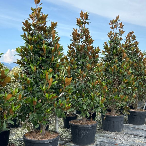Magnolia grandiflora 'GALISSON. PRAECOX'
