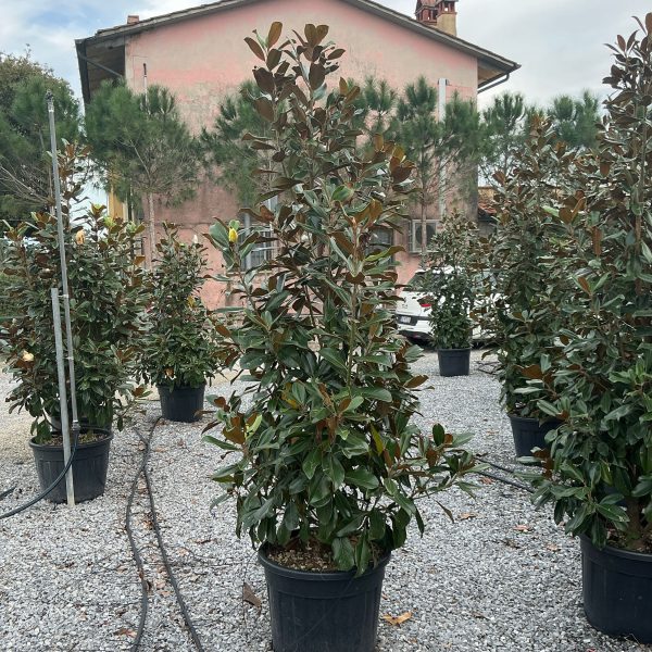 Magnolia grandiflora 'GALISSON. PRAECOX'