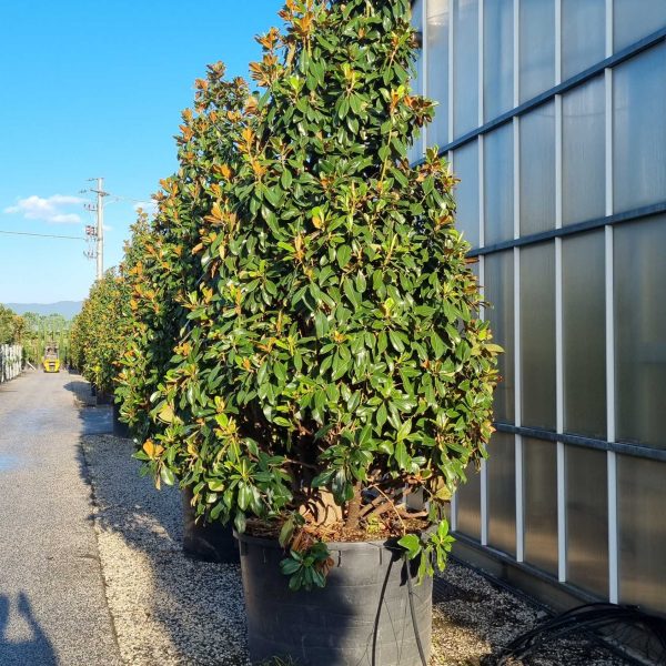 Magnolia grandiflora 'GALISSON. PRAECOX'