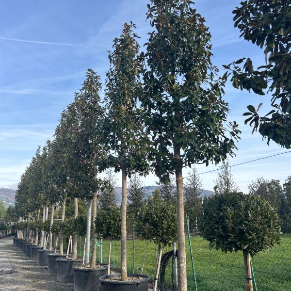 Magnolia grandiflora 'GALISSON. PRAECOX'