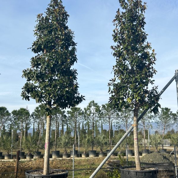 Magnolia grandiflora 'GALISSON. PRAECOX'