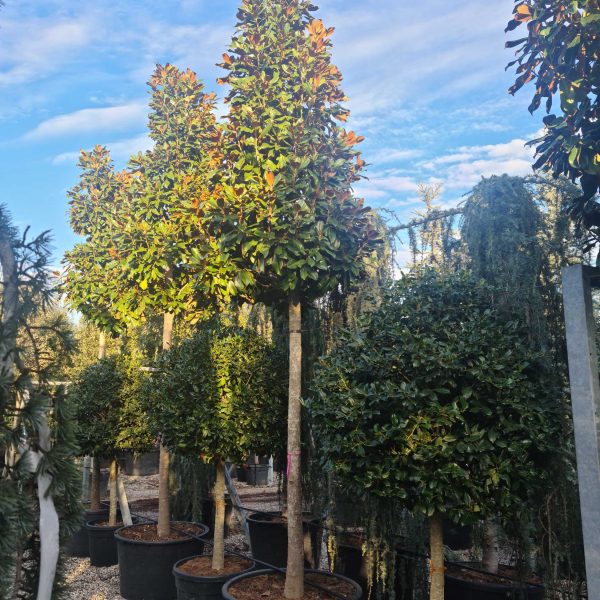 Magnolia grandiflora 'GALISSON. PRAECOX'