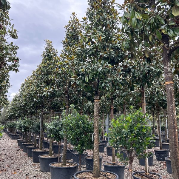 Magnolia grandiflora 'GALISSON. PRAECOX'