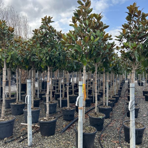 Magnolia grandiflora 'Gallisoniensis'  (Velecvetna magnolija na steblu)