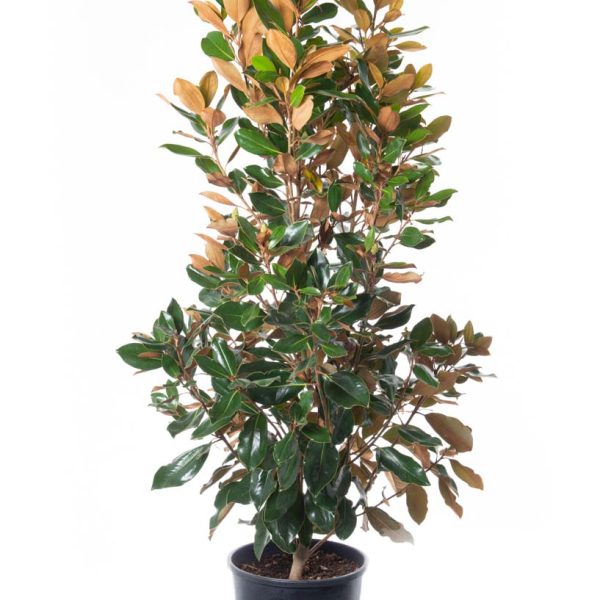 Magnolia Grandiflora 'Little Gem' (Velikocvetna Magnolija 'Little Gem')