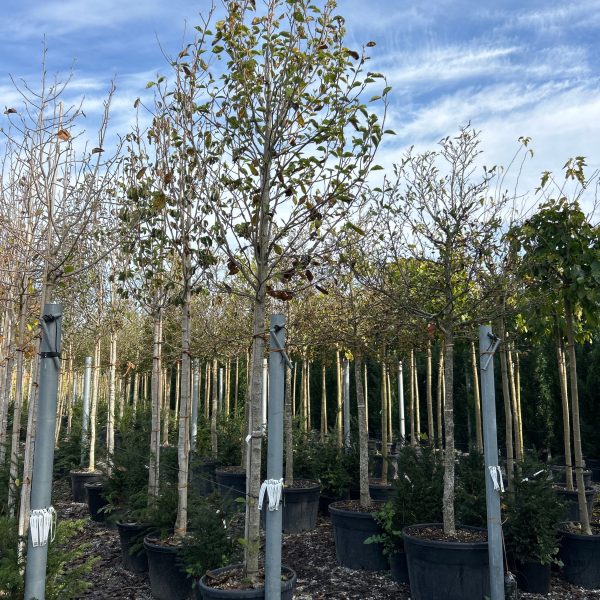 Magnolia 'Heaven Scent' (Magnolija)