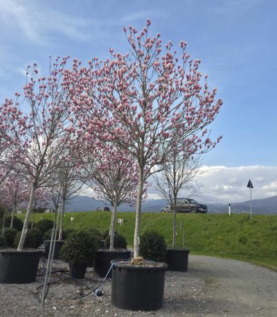 Magnolia × HEAVEN 'SCENT' MAHESC-I-8051838586527