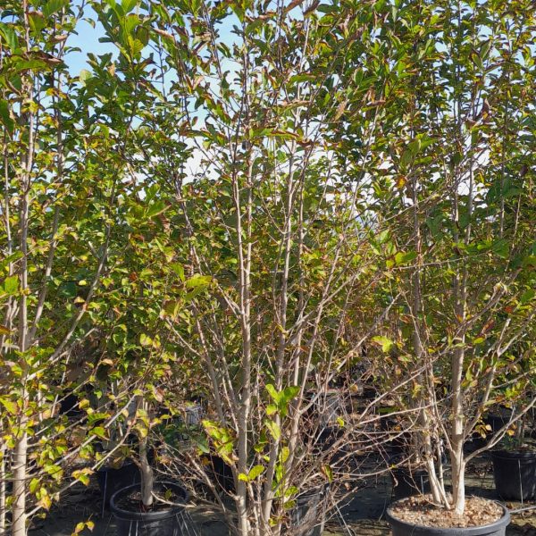 Magnolia kobus(Japonska ali kobuši magnolija)