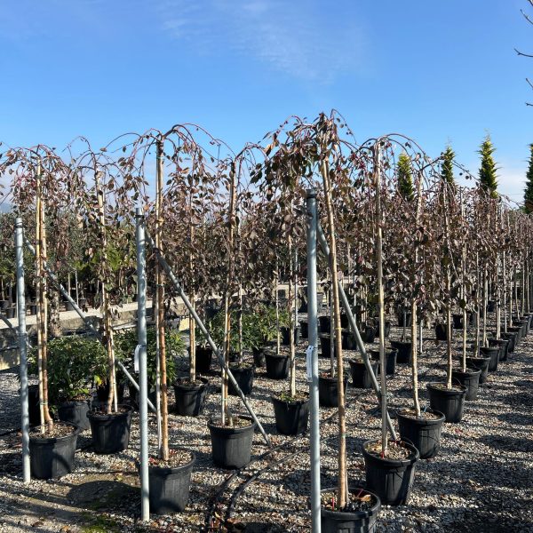 Malus 'Scheideckeri Red Jade'  (Okrasna jablana)