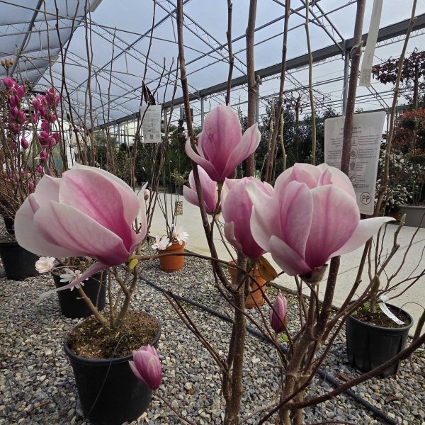 Magnolia x soulangeana (Soulangeeva magnolija)