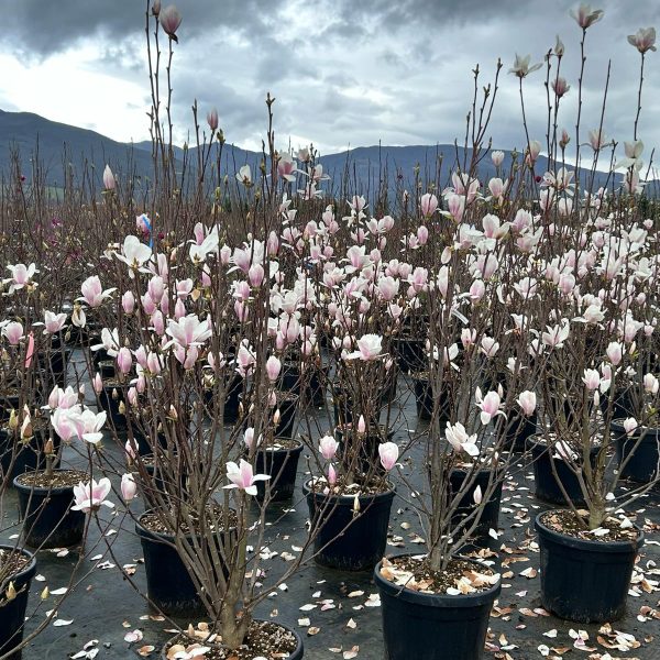 Magnolia x soulangeana (Soulangeeva magnolija)