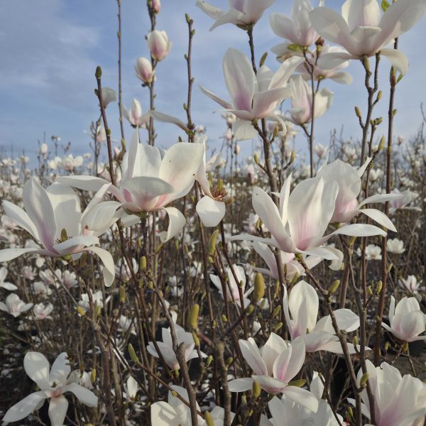 Magnolia x soulangeana 'Alba Superba' (Magnolija)