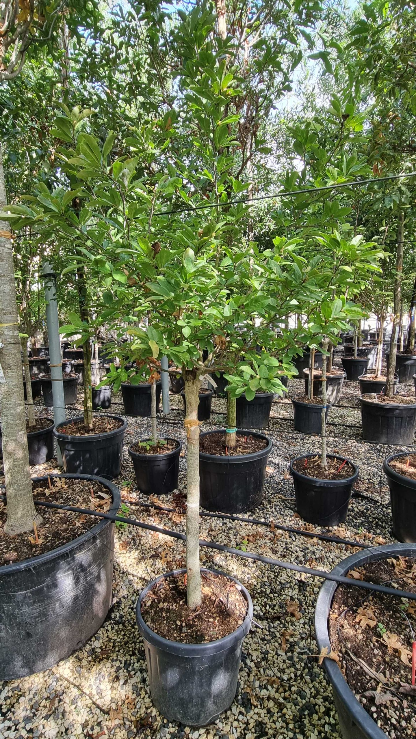 MASTST-I-8051838348705 Magnolia stellata MASTST-I-8051838348705