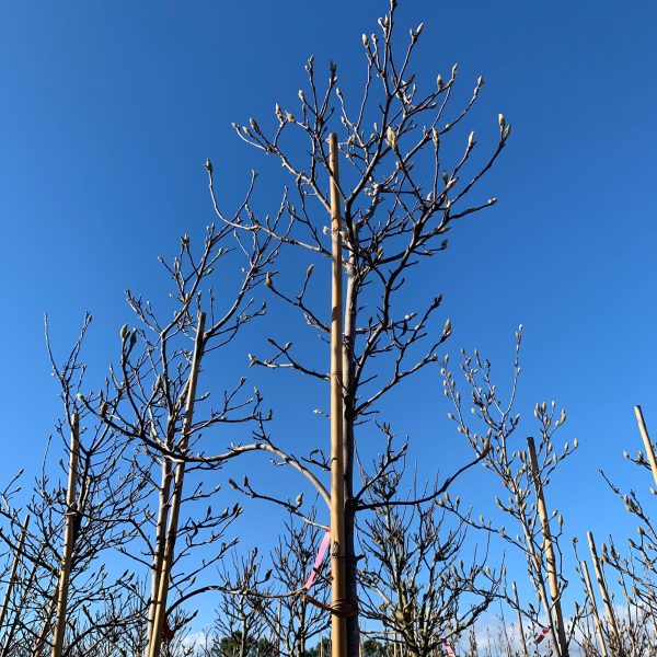 Magnolia 'Susan' (Sulanževa magnolija)