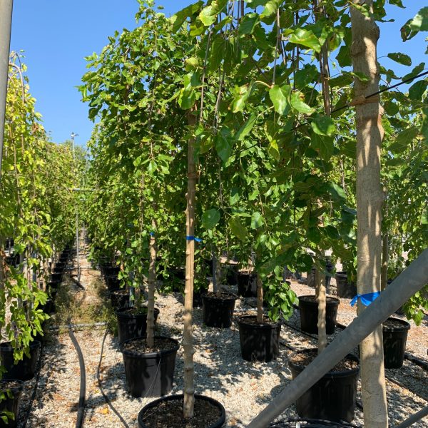 Morus alba `Pendula`