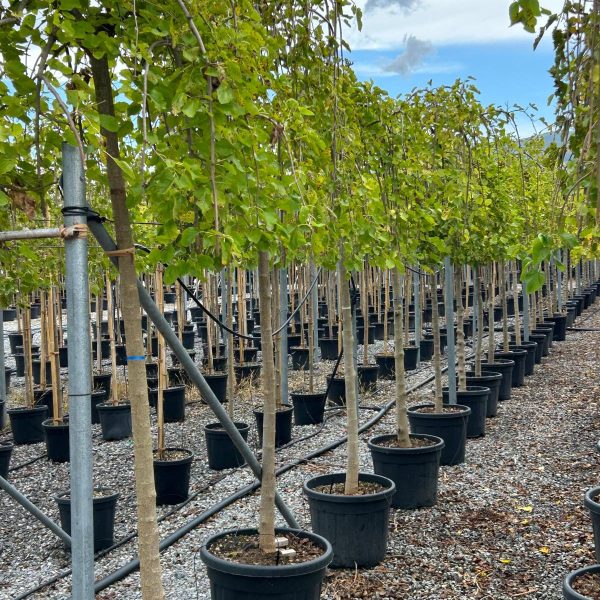 Morus alba `Pendula`