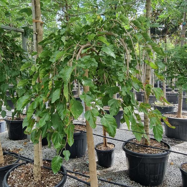 Morus alba 'Pendula' (Povešava murva)
