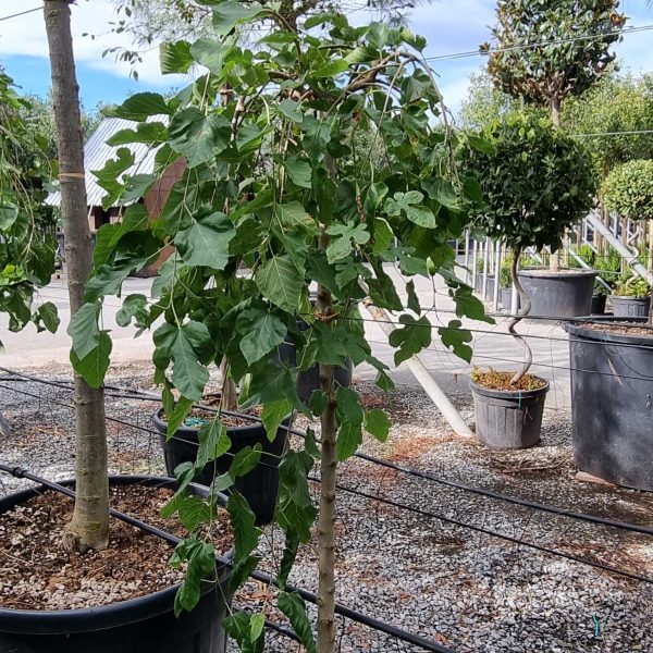 Morus alba 'Pendula' (Povešava murva)