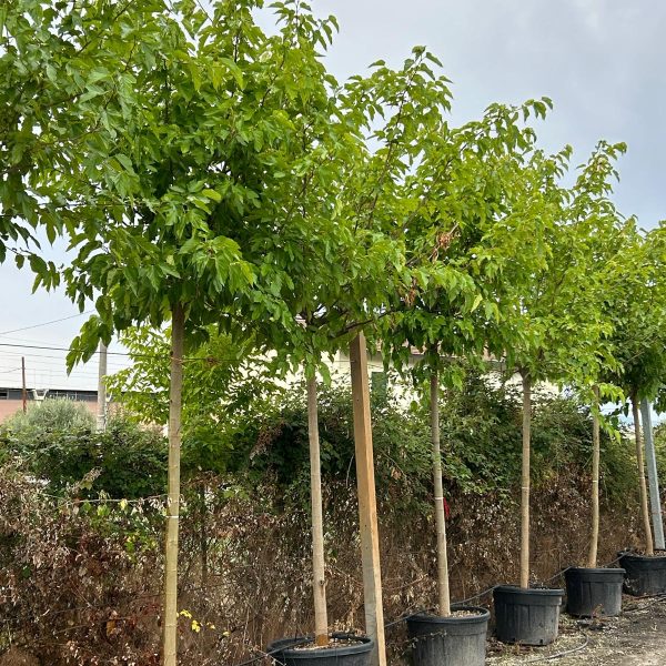 Morus Platanifolia 'Fruitless' (Listnata Murva Brez Plodov)