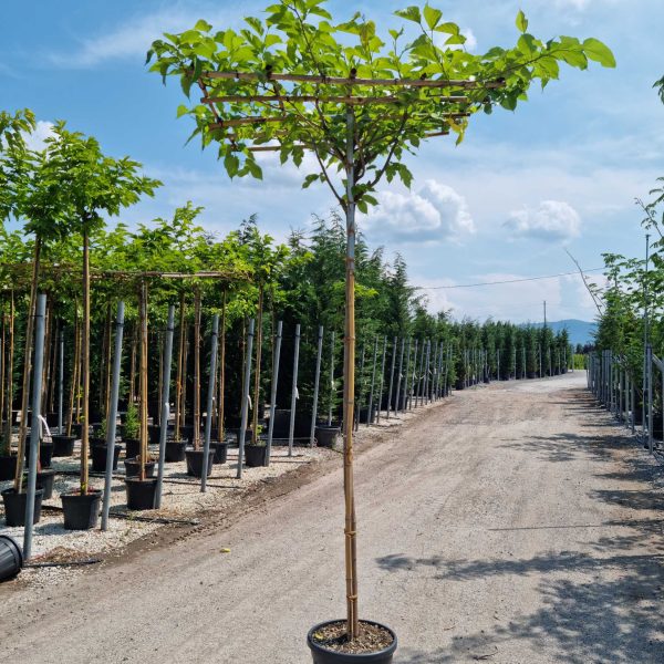 Morus nigra 'Fruitless' (Brezplodna murva – Na steblu)