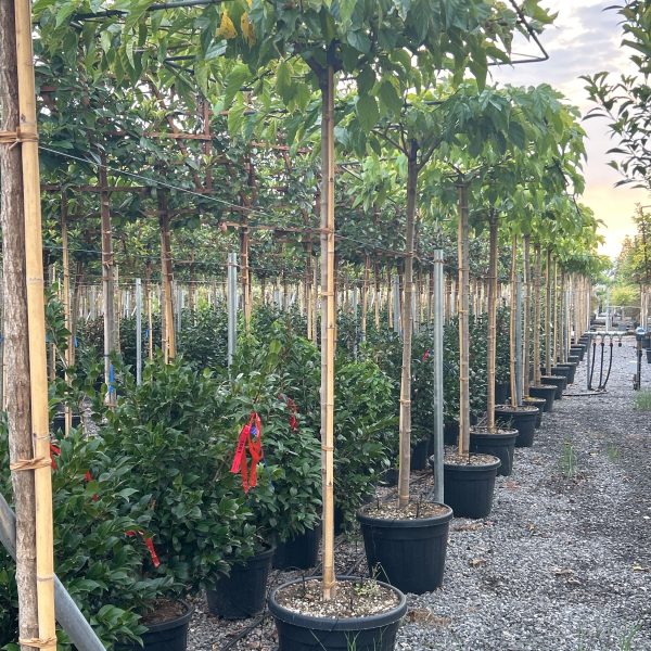 Morus nigra 'Fruitless' (Brezplodna murva – Na steblu)