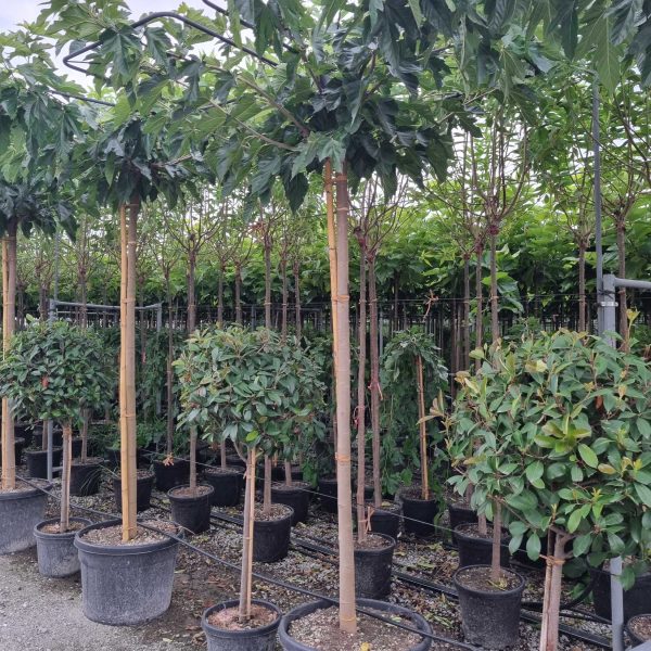 Morus nigra 'Fruitless' (Brezplodna murva – Na steblu)
