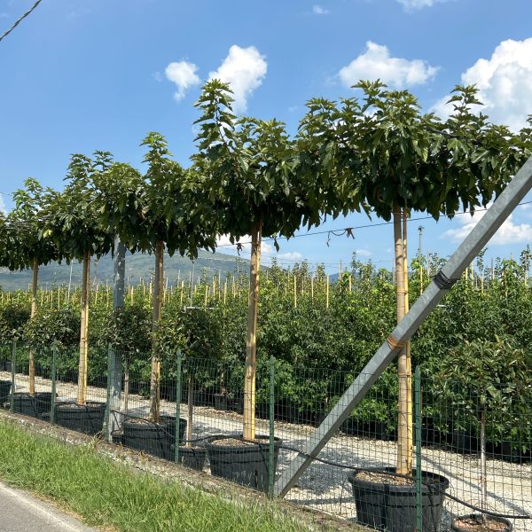 Morus nigra 'Fruitless' (Brezplodna murva – Na steblu)