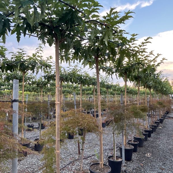 Morus nigra 'Fruitless' (Brezplodna murva – Na steblu)