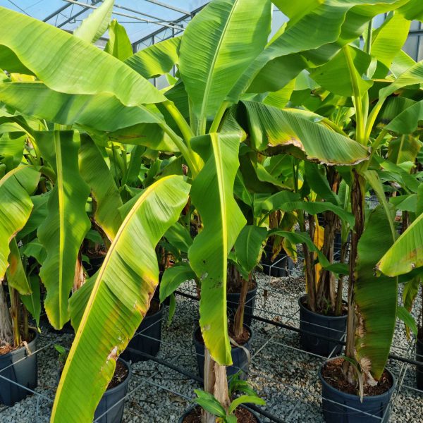 Musa Basijoo (Banana)
