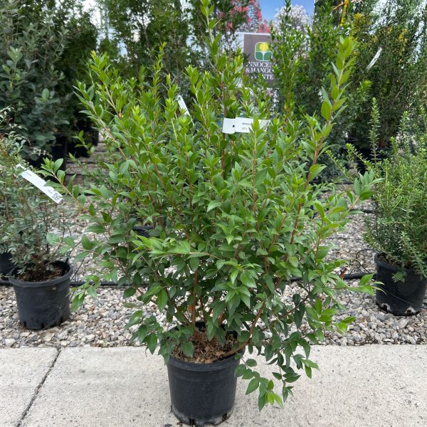 Myrtus Communis (Navadna Mirta)