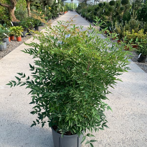 Nandina domestica  (Nandina/Nebeški bambus)
